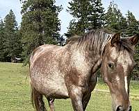 appaloosa-horse-for-sale