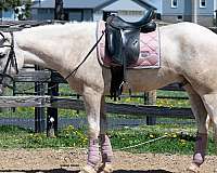 husband-quarter-horse