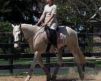 quiet-quarter-horse