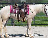 ride-quarter-horse