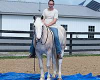 all-around-quarter-horse