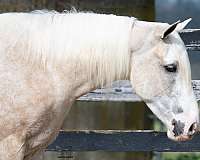 beginner-quarter-horse