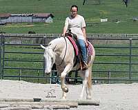 drill-team-quarter-horse
