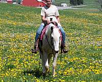 husband-safe-quarter-horse