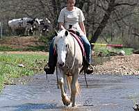 lesson-quarter-horse