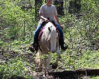 ridden-english-quarter-horse