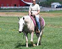 ridden-western-quarter-horse