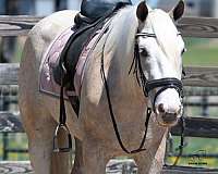 trail-quarter-horse