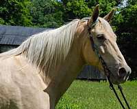all-around-quarter-pony