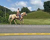 beginner-quarter-pony