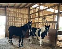 quarter-horse-gelding