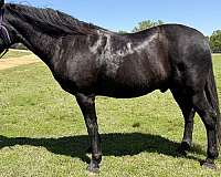 all-quarter-horse