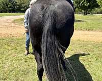 black-quarter-horse