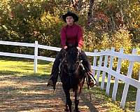quarter-horse-for-sale
