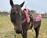 quarter-horse-gelding