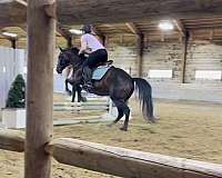 quarter-horse