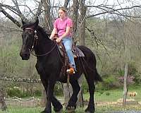 black-very-minimal-white-horse