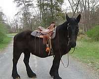 lessons-percheron-horse