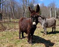 almost-black-donkey