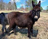 with-white-nose-donkey