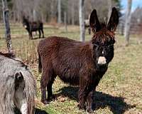 very-dark-brown-donkey