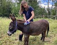very-dark-brown-horse