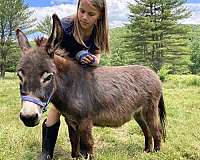 with-white-nose-belly-horse