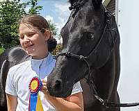 arabian-horse-for-sale
