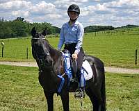 arabian-horse