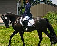 gelding