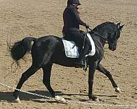 cross-horse