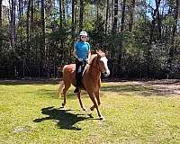 sorrel-flaxen-mane-tail-horse