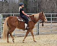 all-around-paint-horse