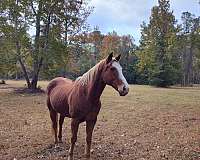 athletic-paint-horse