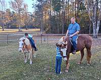 sorrel-paint-gelding