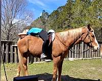 sorrel-all-around-horse