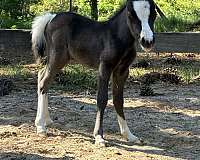 big-blaze-4-white-socks-pony