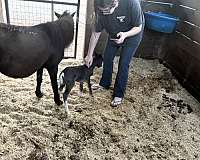 smokey-black-big-blaze-4-white-socks-pony
