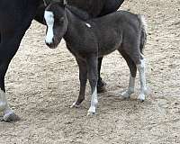 show-therapy-miniature-pony