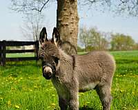 donkey-for-sale