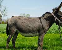 donkey