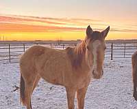 champagne-snip-front-pastern-hind-sock-horse
