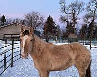 frenchmans-guy-sunfrost-quarter-horse