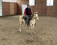 and-snip-front-pastern-hind-sock
