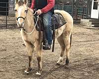 frenchmans-guy-sunfrost-filly