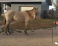 dun-horse