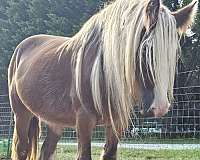 gypsy-vanner-horse-for-sale