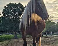 gypsy-vanner-horse