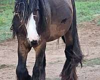 bay-silver-bay-filly