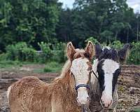 bay-silver-bay-horse-for-sale